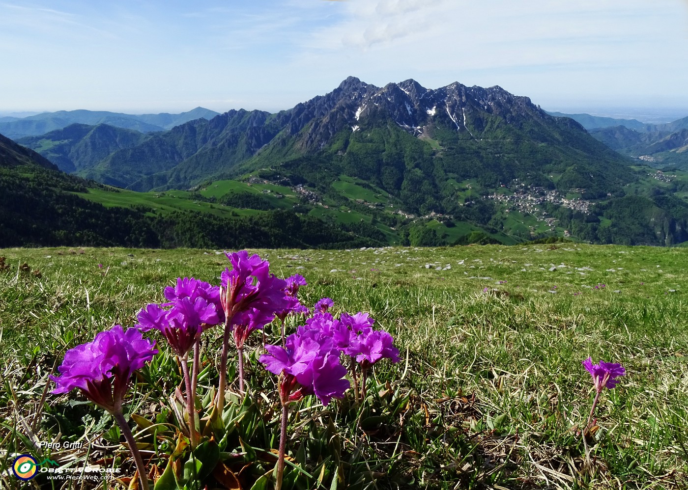 17 Primula di Lombardia con vista in Alben.JPG -                                